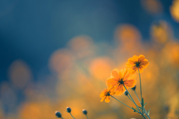 杰德5AT和CVT哪个好